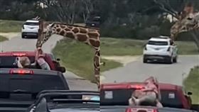 長頸鹿叼起女童令家長嚇壞。（圖／翻攝自Sierra Robert臉書）
https://www.facebook.com/pfbid02GA5AdZKQPXDpk3Zwe7PBeq2GtCGpUTUx6jj78JBDuqDqz9C5XJNJfZUYKN5EKXERl/videos/pcb.996787778502992/825517649479220