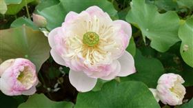 新北市,三芝,賞荷,秘境,山豬堀,端午連假,打卡,多肉植物