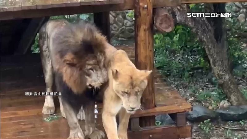 非洲獅淋雨罰站　遊客笑「被老婆趕出門」