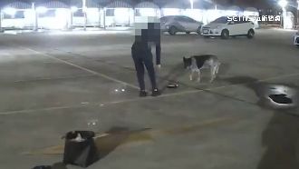 獨／餵浪狗遭鋁棒攻擊！警查車牌全力緝凶