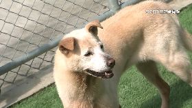 L餵浪狗背責1800