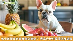 名家專用／「預防才是上策」，楊靜宇提醒飼主，將狗狗不可食用的食物放在高處，或是儲藏箱及櫃子裡，並維持家中環境整齊，每天提供乾淨的飲水及飼料，以確保狗狗安全及健康。(勿用)