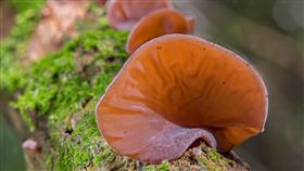 木耳,黑木耳 圖／Pixabay