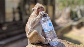 猴子，水(圖／PIXABAY)