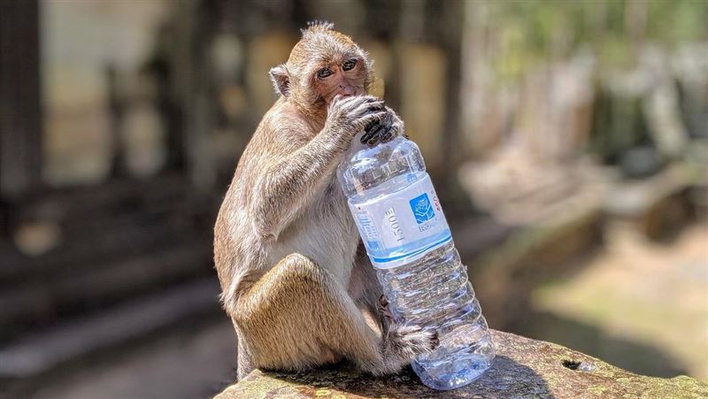 受不了50度高溫！40隻猴離奇「跳井」溺死