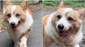 ▲人氣網紅柯基犬「酒酒」逝世，臉書粉專湧入上萬名粉絲哀悼。（圖／擷取自Facebook／連環泡有芒果）