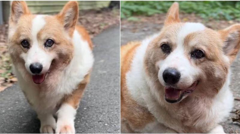 台南網紅犬酒酒睡夢中走了　萬名粉絲哀悼