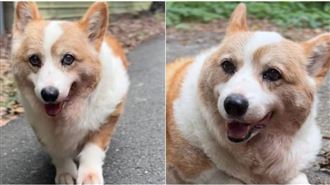 台南網紅犬酒酒睡夢中走了　萬名粉絲哀悼