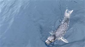 海豹現蹤基隆外海。（圖／翻攝自中華鯨豚協會）