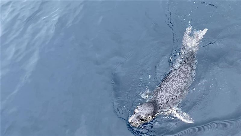 基隆驚見「野生小海豹」！超可愛14秒片曝