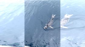 野生海豹,斑海豹,基隆外海,稀客,呆萌（圖／翻攝中華鯨豚協會 Taiwan Cetacean Society 臉書）