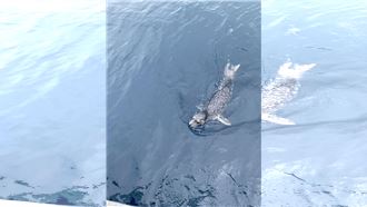 野生海豹現身基隆外海！探頭賣萌影片曝光
