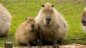 水豚軍,動物園,逃脫,走失,日本