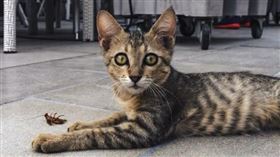 ▲（圖／翻攝自pixabay）