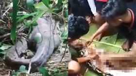 印尼一名婦人遭巨蟒活吞。（圖／翻攝自X）