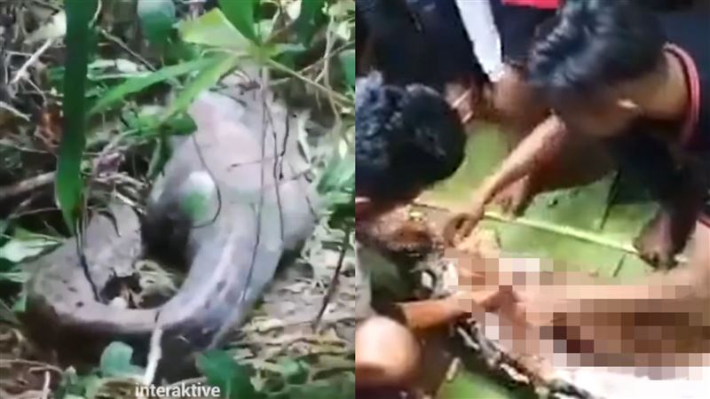 巨蟒活吞女子…腹撐出人形！剖肚見完整屍