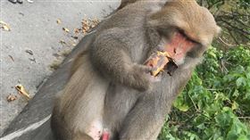 陸客 大陸人 花東遊 觀光 風景區 遊客 海邊 love 猴子 獼猴 餵食