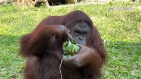 動物過端午! 浣熊.猩猩吃粽 虎獅玩特製香包