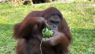 動物過端午！浣熊猩猩吃粽　虎、獅玩香包