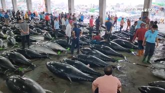 黑鮪魚豐收！國際配額達9成　6/12起禁捕