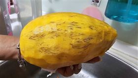 削皮見「芒果長滿腿毛」嚇壞！老饕揭真相