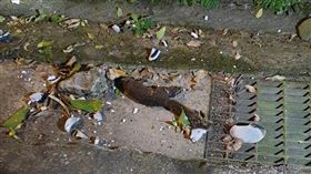 基隆今晚因為松鼠碰觸致礙子破損，造成3955戶停電。(圖/翻攝畫面)
