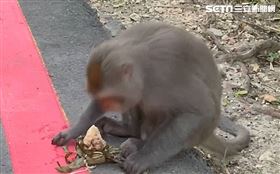 獼猴搶走肉粽不囉唆直接在地拆開享用，拆粽葉速度比人還熟練。（圖／翻攝畫面）