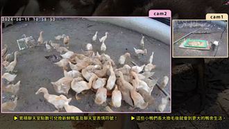 「養鴨直播」爆紅！觀眾還能免費換鴨蛋