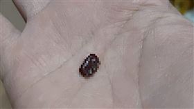 網友吃水餃吃到蟑螂蛋。（圖／翻攝自爆料公社二社 臉書）