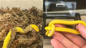 稀有「黃金蛇」現身！農夫被深深吸引　專家曝來歷：是夢幻生物（組合圖／翻攝自X@kitaqhotarukan）