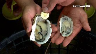 獨／「三倍蚵」比50元大3倍　台灣獨有