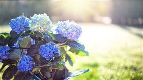 柳暗花明！6月能「逢兇化吉」4大生肖（圖／pixabay）