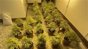 彰化和美透天厝，飄刺鼻味，衣櫃成大麻種植場 (圖／翻攝畫面)
