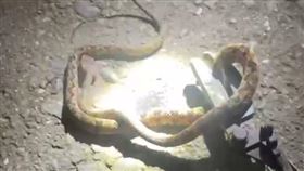 端午節剛過，6尋婦洗衣服，洗衣機下躲著龜殼花攻擊，血清保命(圖／翻攝畫面)