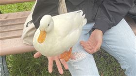 牠比絨毛玩具還可愛 鴨界奢侈品──寵物柯爾鴨