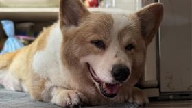 15年的美好！台南網紅柯基犬「酒酒」走了