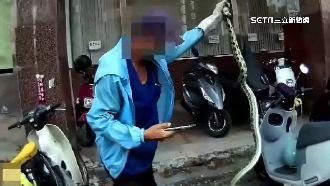 獨／夏天到！龜殼花咬婦、黑眉錦蛇現市區