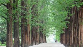 KKday機票更祭出萬元有找優惠，6/14將推出首爾、釜山5日來回機票5,999元起；圖為南怡島。（圖／品牌業者提供）