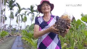 八斤砲彈.芋1200