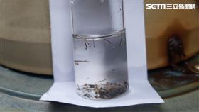 鳳山新增1例本土登革熱病例，竟與去年指標個案病毒株不同，研判為新一波疫情入侵社區。（圖／翻攝畫面）