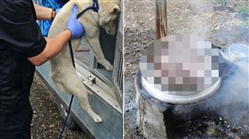 身體不適想吃補…韓男當著狗狗的面「料理同伴」　警方到場驚見一鍋湯（圖／翻攝自IG@jeju_happyshelter）