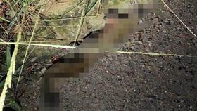 彰化市中山路二段發生松鼠觸電造成140戶停電的事故。（圖／台電提供）