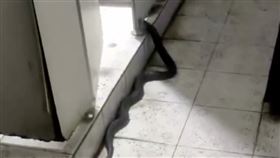 男廁,廁所,眼鏡蛇,上廁所,尖叫https://www.facebook.com/100012133412254/videos/3557517794560709/?idorvanity=340317417253425