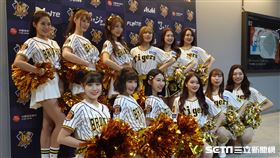 ▲中信兄弟Passion Sisters、阪神虎啦啦隊TigersGirls大巨蛋合體。（圖／記者張沛嘉攝影）