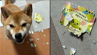 柴犬怒咬爛通知單、呲牙裂嘴　原因網全驚