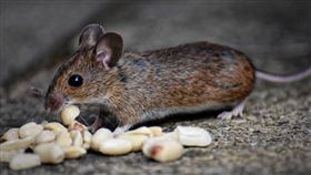 -老鼠-（圖／pixabay）