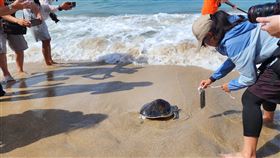 澎湖縣政府農漁局舉辦海龜野放活動（2）澎湖縣政府農漁局配合世界海龜日，16日在(山時)裡沙灘野放今年救護收容的海龜。中央社  113年6月16日