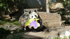 中國施行熊貓外交，旺旺與福妮2009年來到澳洲阿得雷德動物園，為南半球唯一一對熊貓，如今即將回中國。（圖／翻攝自Adelaide Zoo臉書）