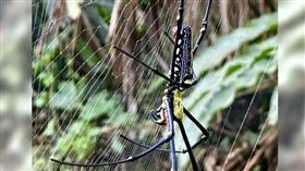 鄭明典遇到超大人面蜘蛛。（圖／翻攝自鄭明典臉書）