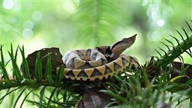 離巢後的小百步蛇在周邊棲地探索停留。（圖／科博館林展蔚博士提供）